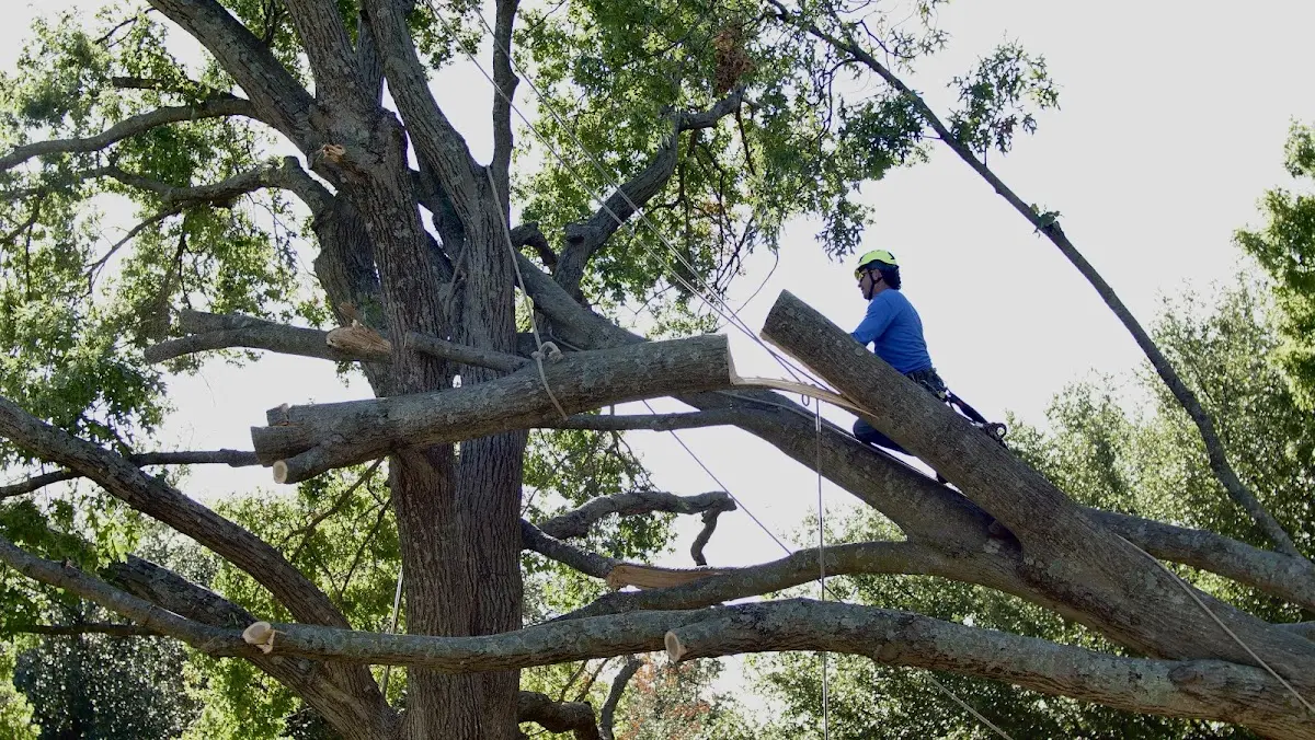 Professional Crown Thinning performed by certified arborists in Turney